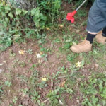 21V Cordless Electric Weed Wacker 6″ 3 In 1 W/ 2.0Ah Battery Reindeer RGL100 photo review